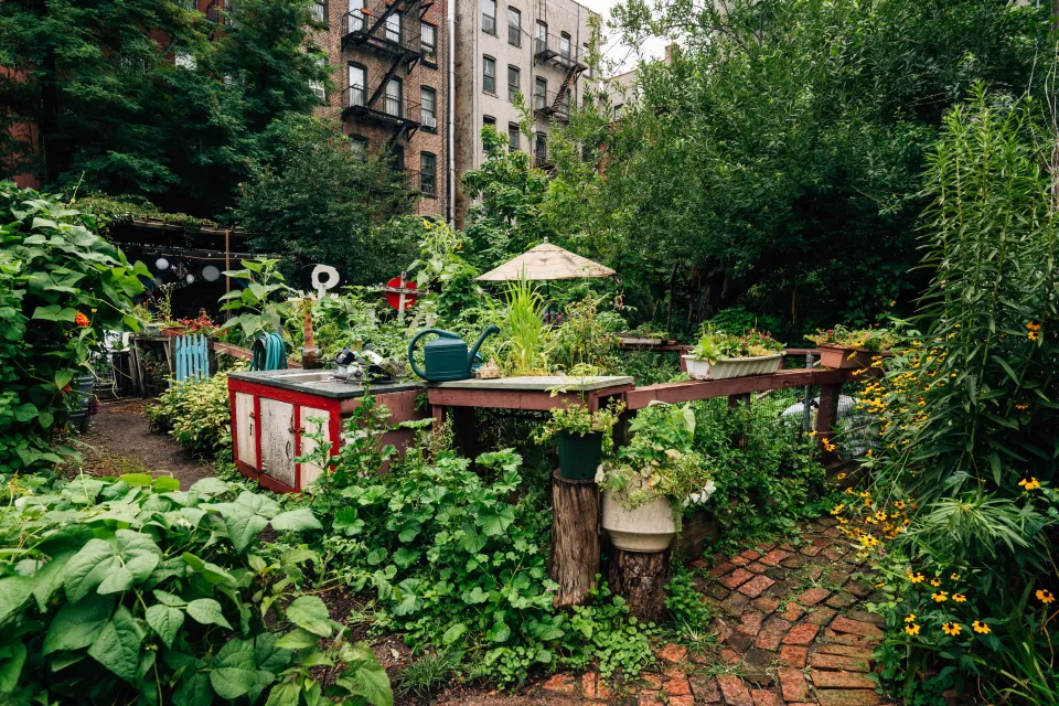 Lush urban community garden with raised beds in dense New York City neighborhood with brick apartment buildings in background.